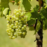 Список сортов винограда из которых делают вино в России